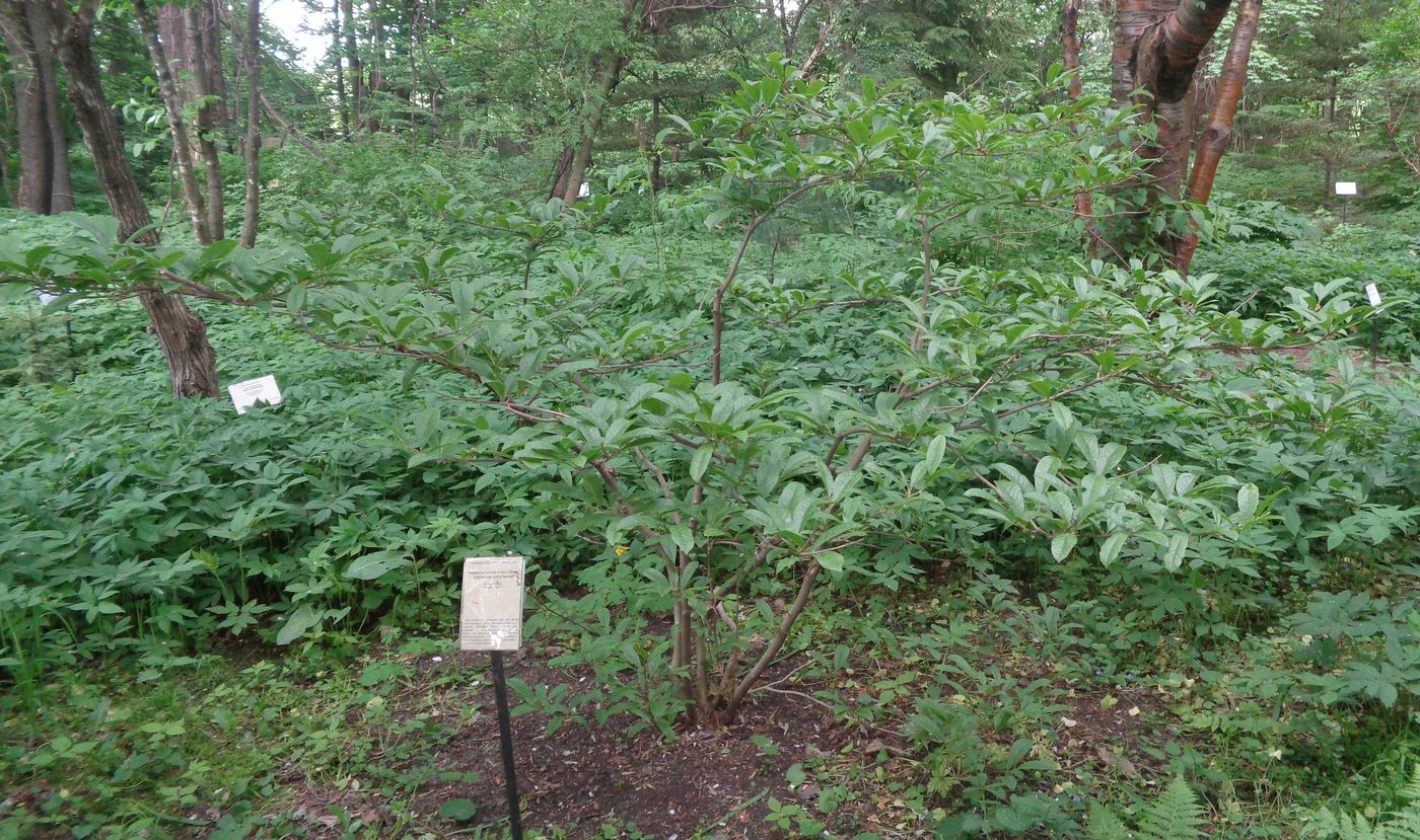 Image of Magnolia stellata specimen.