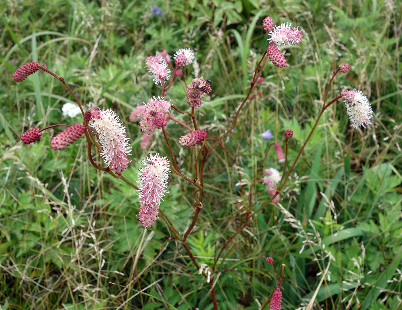 Image of Sanguisorba tenuifolia specimen.