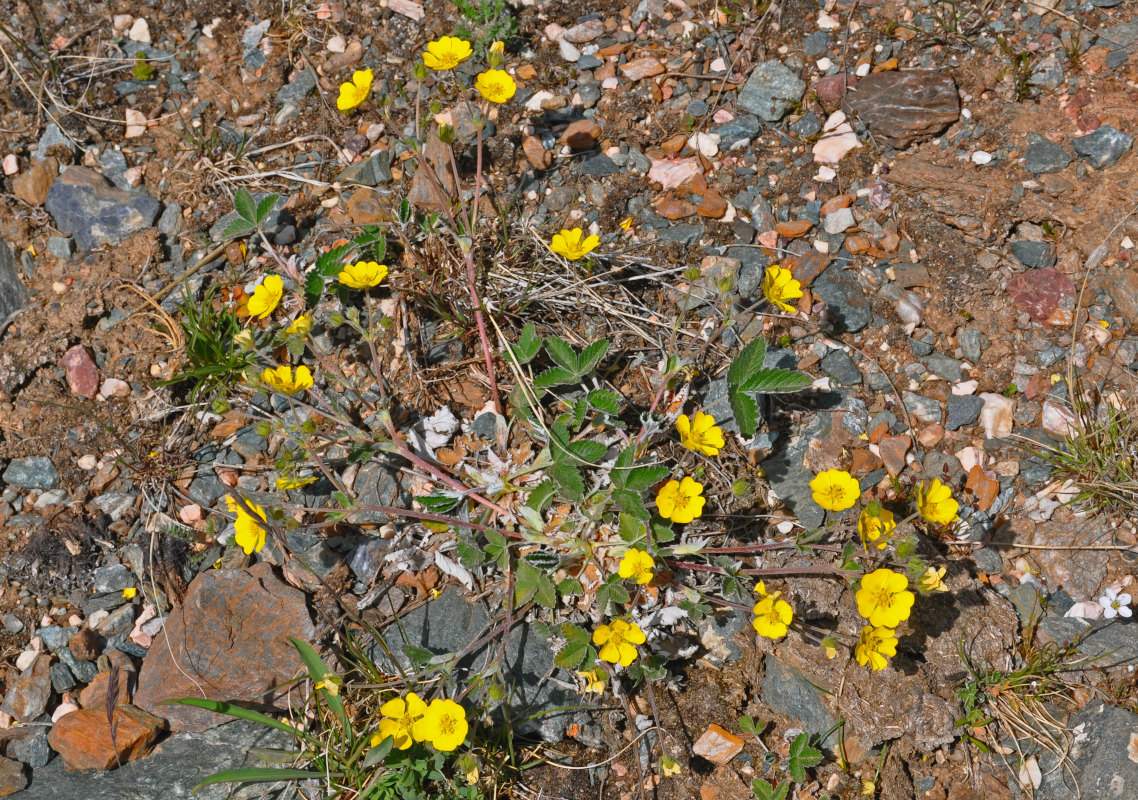 Изображение особи Potentilla nivea.