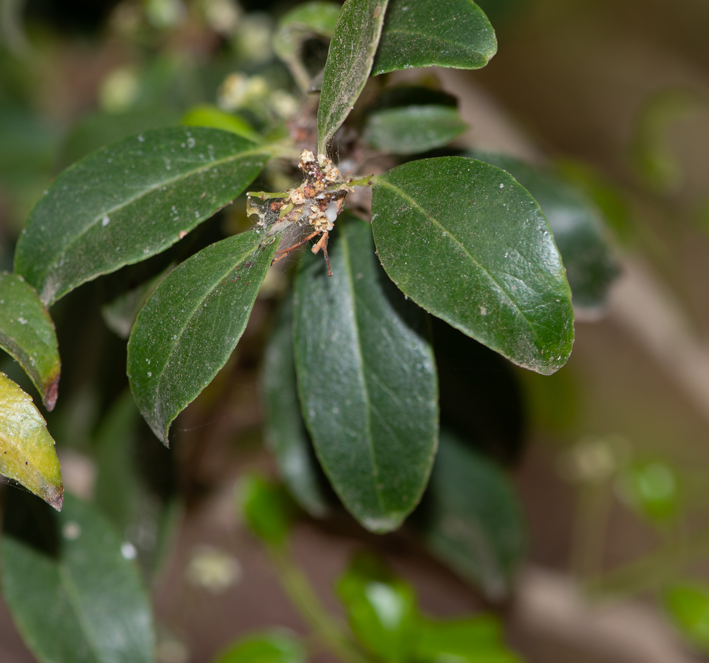 Изображение особи Maytenus canariensis.