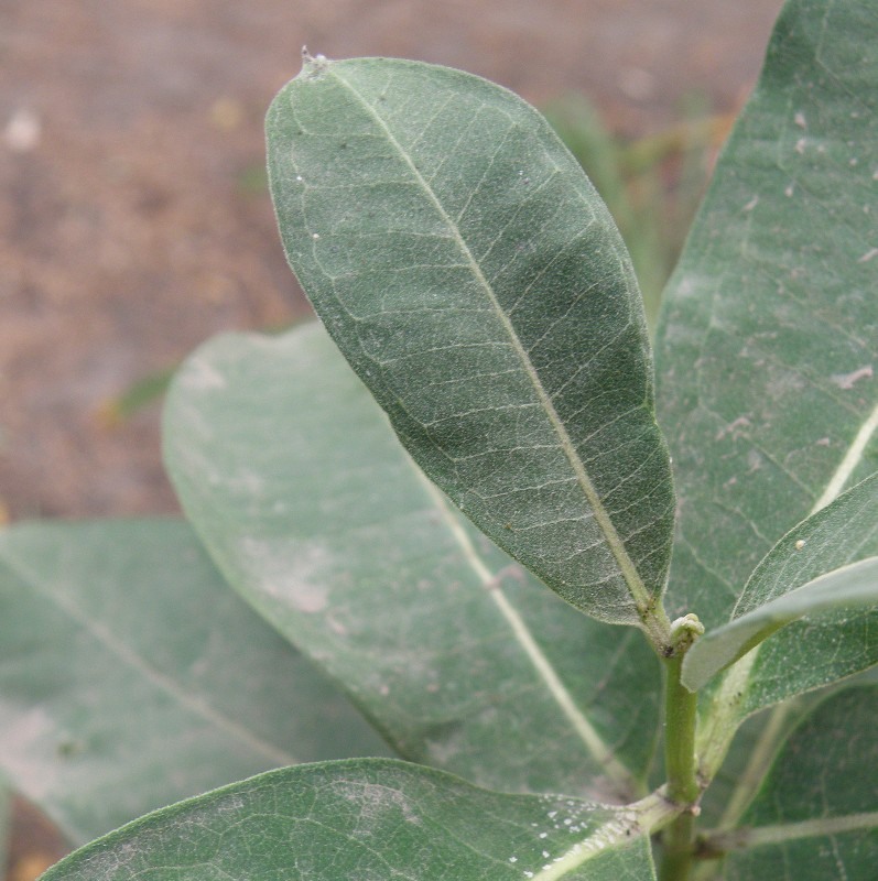 Image of Asclepias syriaca specimen.