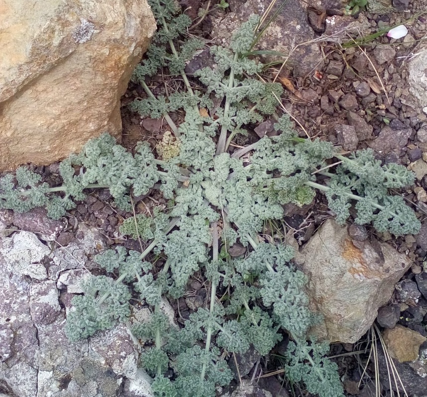 Image of Zosima absinthifolia specimen.