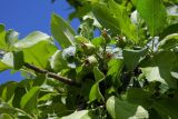 Malus orientalis. Незрелые плоды среди листьев. Республика Адыгея, г. Майкоп, южная окраина, между восточным склоном водораздельного хребта Нагиеж-Уашх и левым берегом р. Белая, поросший невысокими деревьями и кустарниками луг. 10.05.2020.