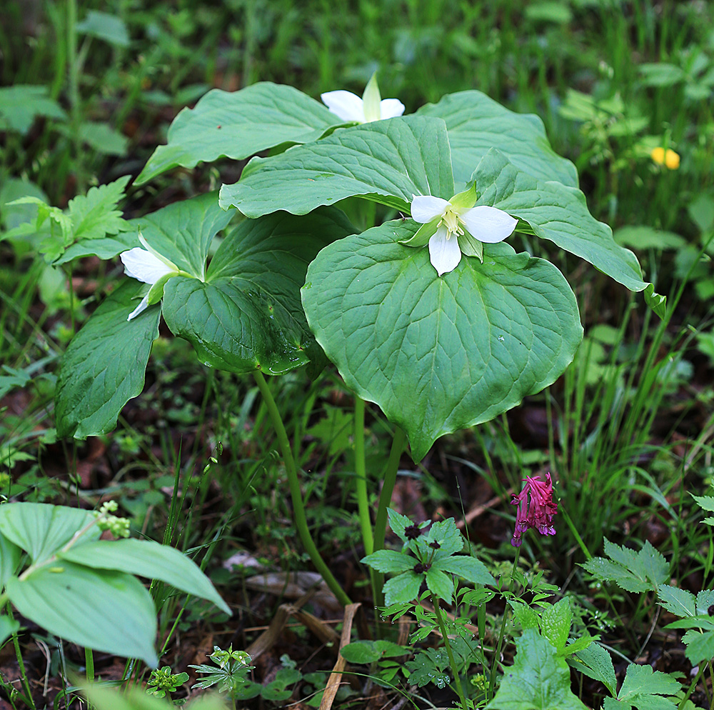 Image of Trillium &times; komarovii specimen.