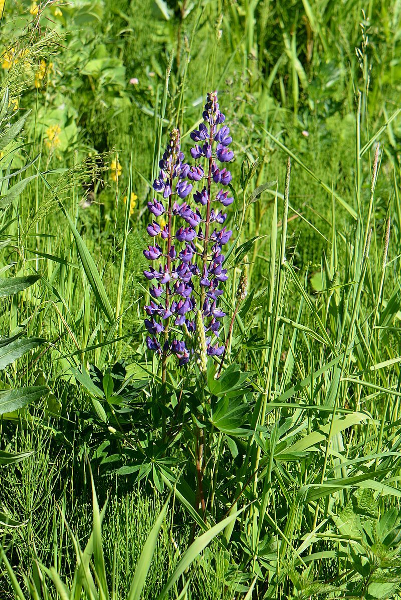 Изображение особи Lupinus polyphyllus.