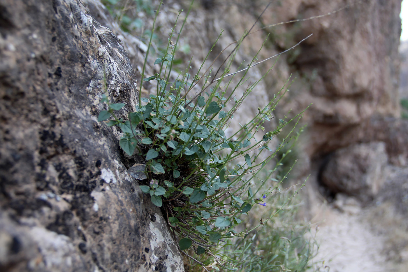 Image of Scutellaria fedtschenkoi specimen.