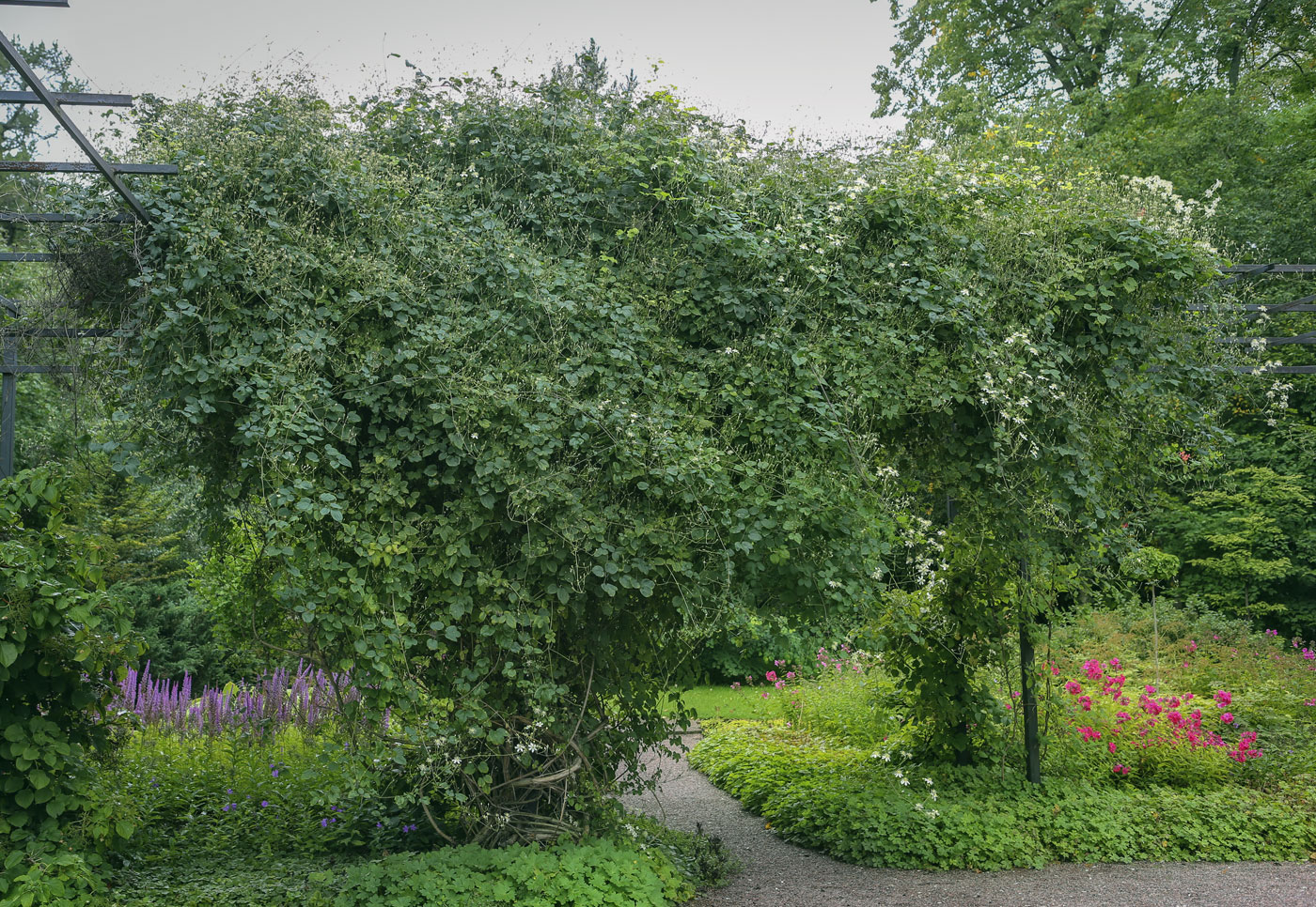 Image of Clematis vitalba specimen.