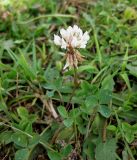 Trifolium repens. Цветущее растение. Украина, Волынская обл., Ратновский р-н, юго-западные окрестности с. Окачево, левый берег р. Припять, пастбище на песке. 28 июля 2010 г.