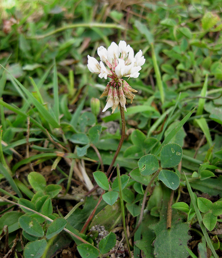 Image of Trifolium repens specimen.