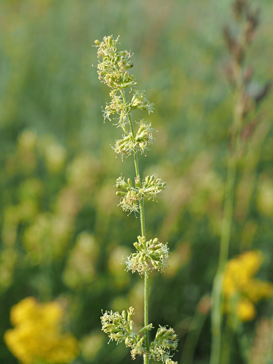 Изображение особи Silene borysthenica.