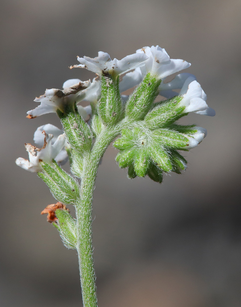 Изображение особи Heliotropium styligerum.