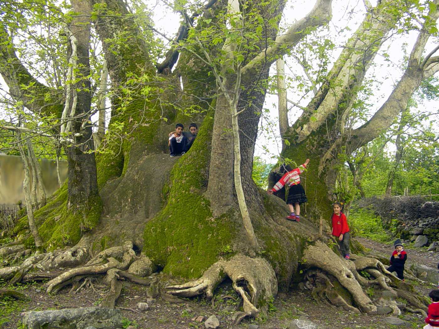 Изображение особи Platanus orientalis.