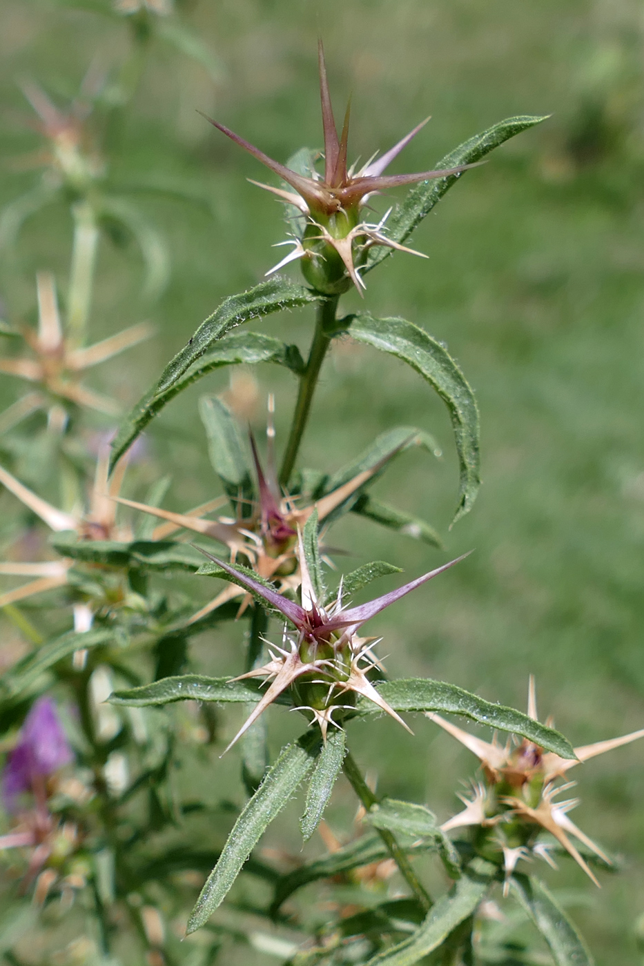 Image of Centaurea calcitrapa specimen.