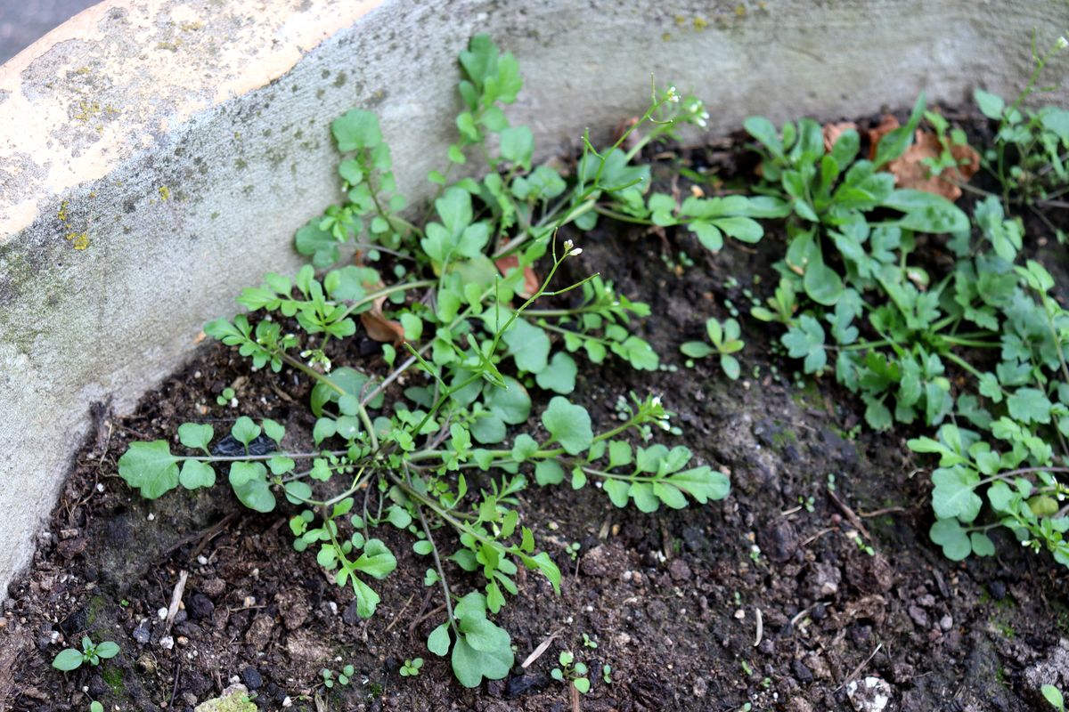 Image of Cardamine occulta specimen.