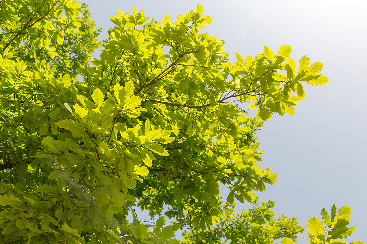 Изображение особи Quercus robur.