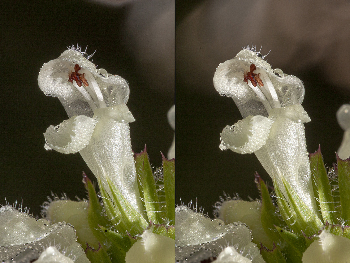 Image of Prunella laciniata specimen.