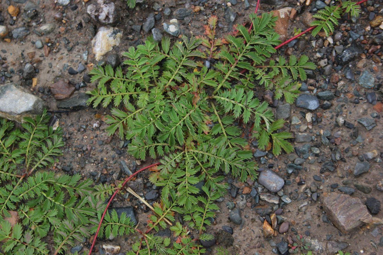 Image of Potentilla anserina specimen.