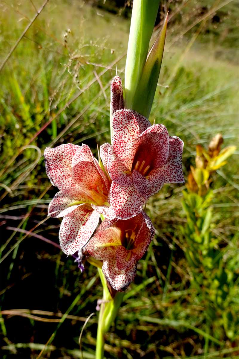 Изображение особи Gladiolus ecklonii.