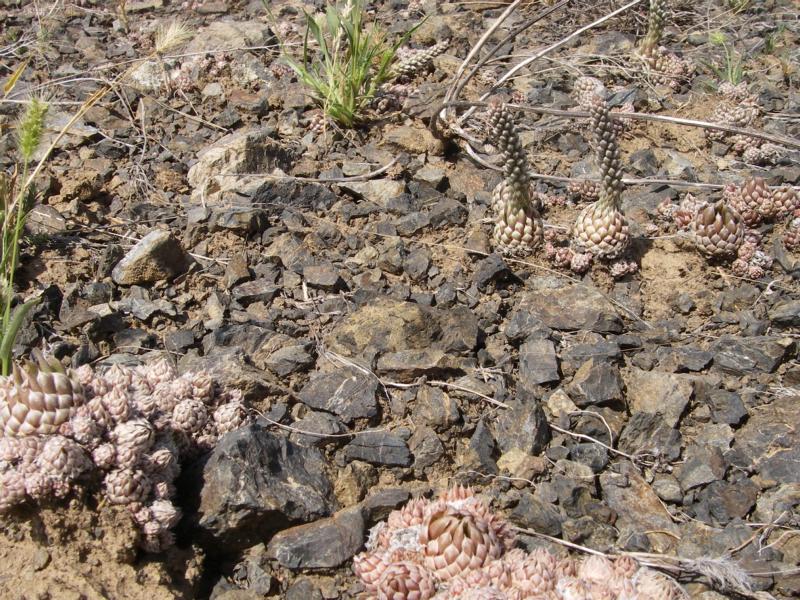 Изображение особи Orostachys spinosa.