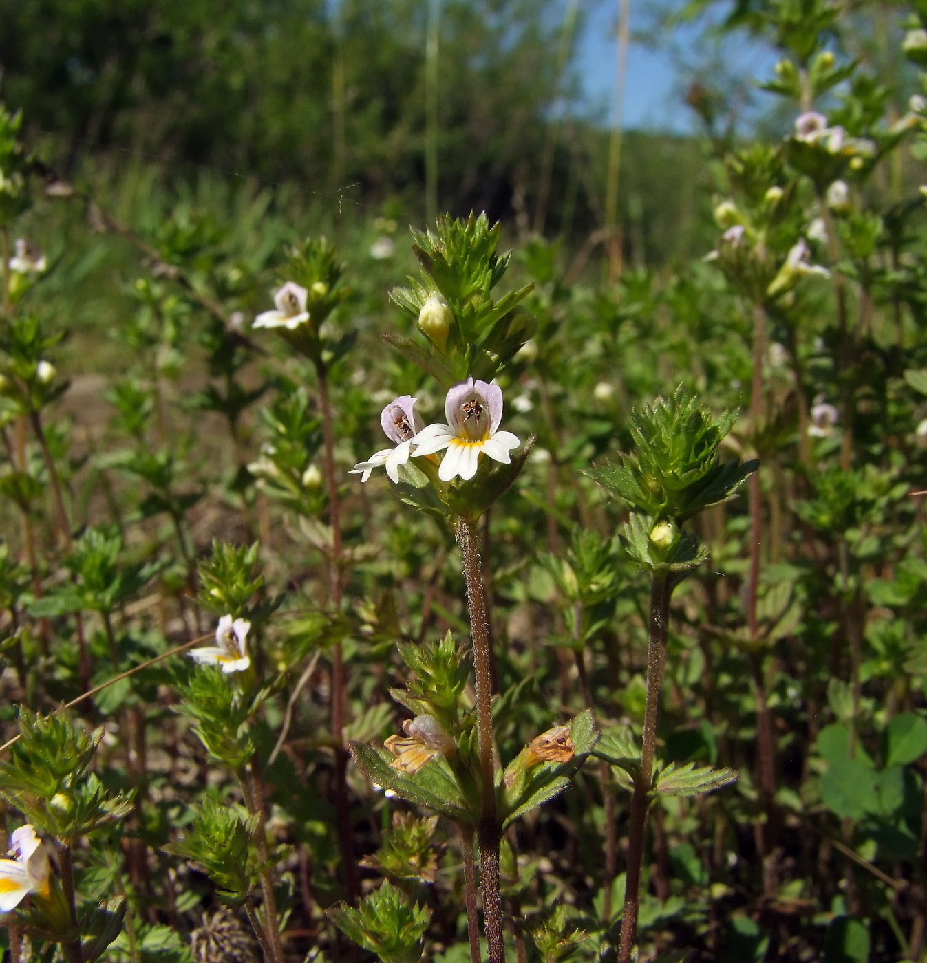 Изображение особи Euphrasia hyperborea.