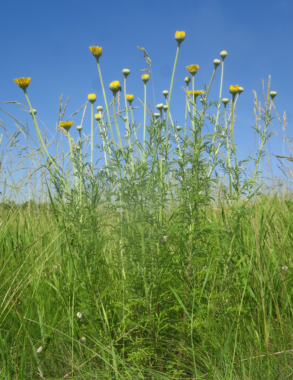 Изображение особи Anthemis tinctoria.