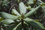 Rhododendron caucasicum. Верхушка побега с генеративной почкой. Северная Осетия, Ирафский р-н, западный склон горы Кубус, около 2000 м н.у.м, сосновый лес. 03.05.2022.