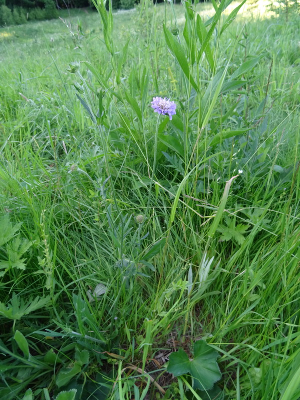 Image of Knautia arvensis specimen.