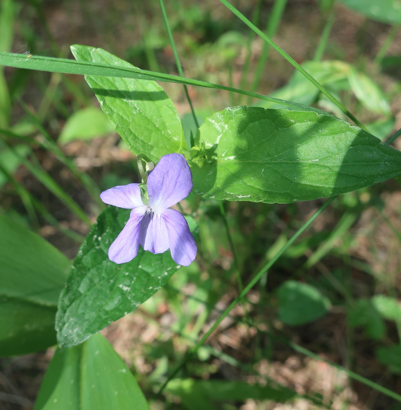 Image of Viola canina specimen.