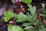 genus Selaginella. Вегетирующее растение. Малайзия, штат Саравак, округ Мири, национальный парк «Мулу». 10.03.2015.