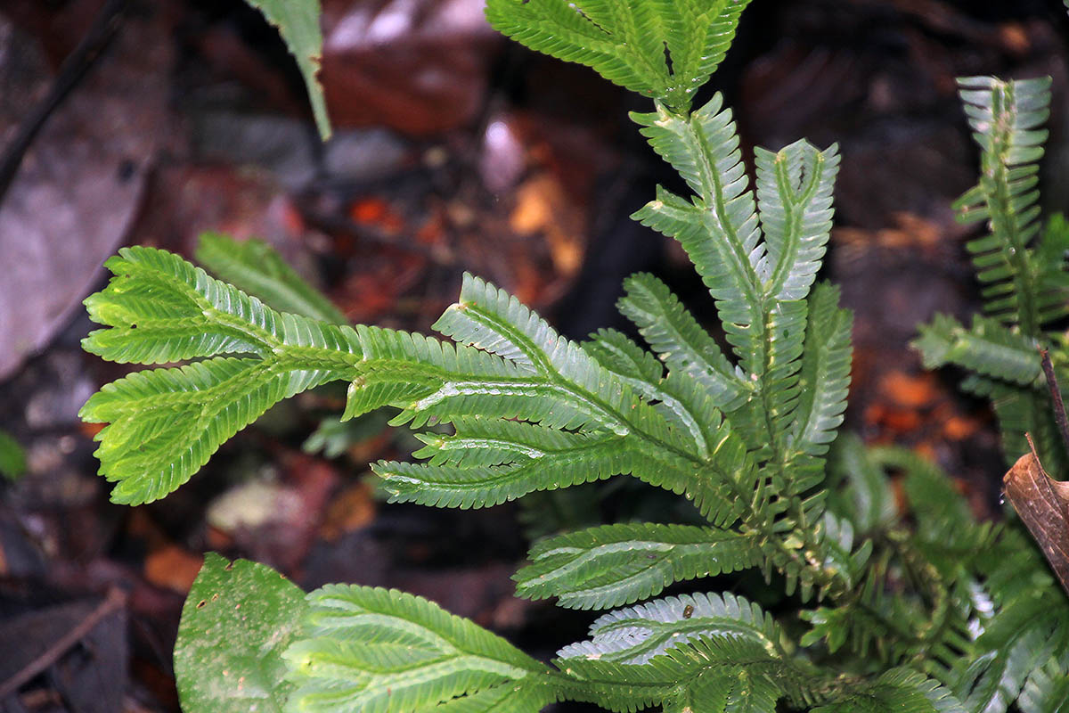 Image of genus Selaginella specimen.