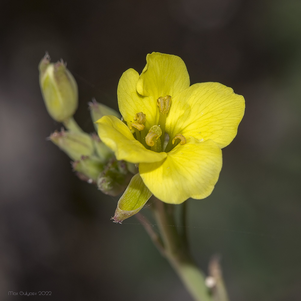 Image of Diplotaxis tenuifolia specimen.