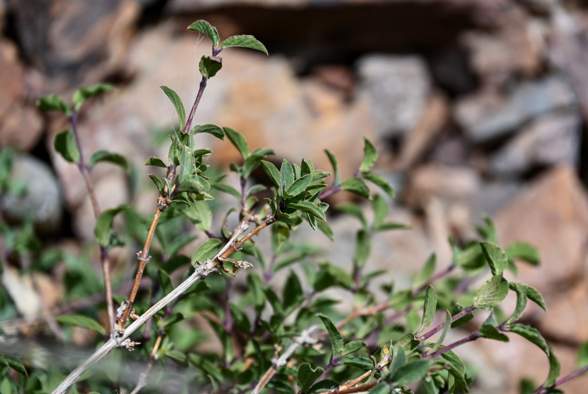 Image of Lonicera olgae specimen.