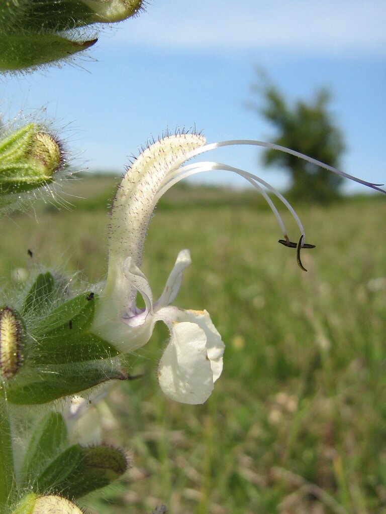 Изображение особи Salvia revelata.