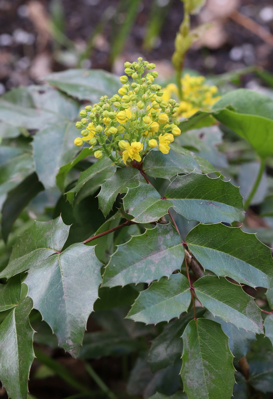 Image of Mahonia aquifolium specimen.