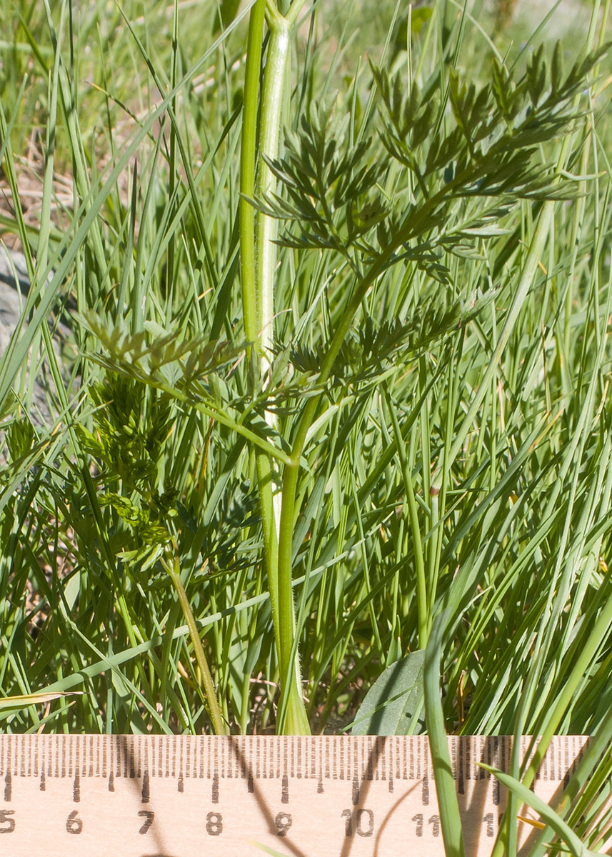 Изображение особи Chaerophyllum roseum.