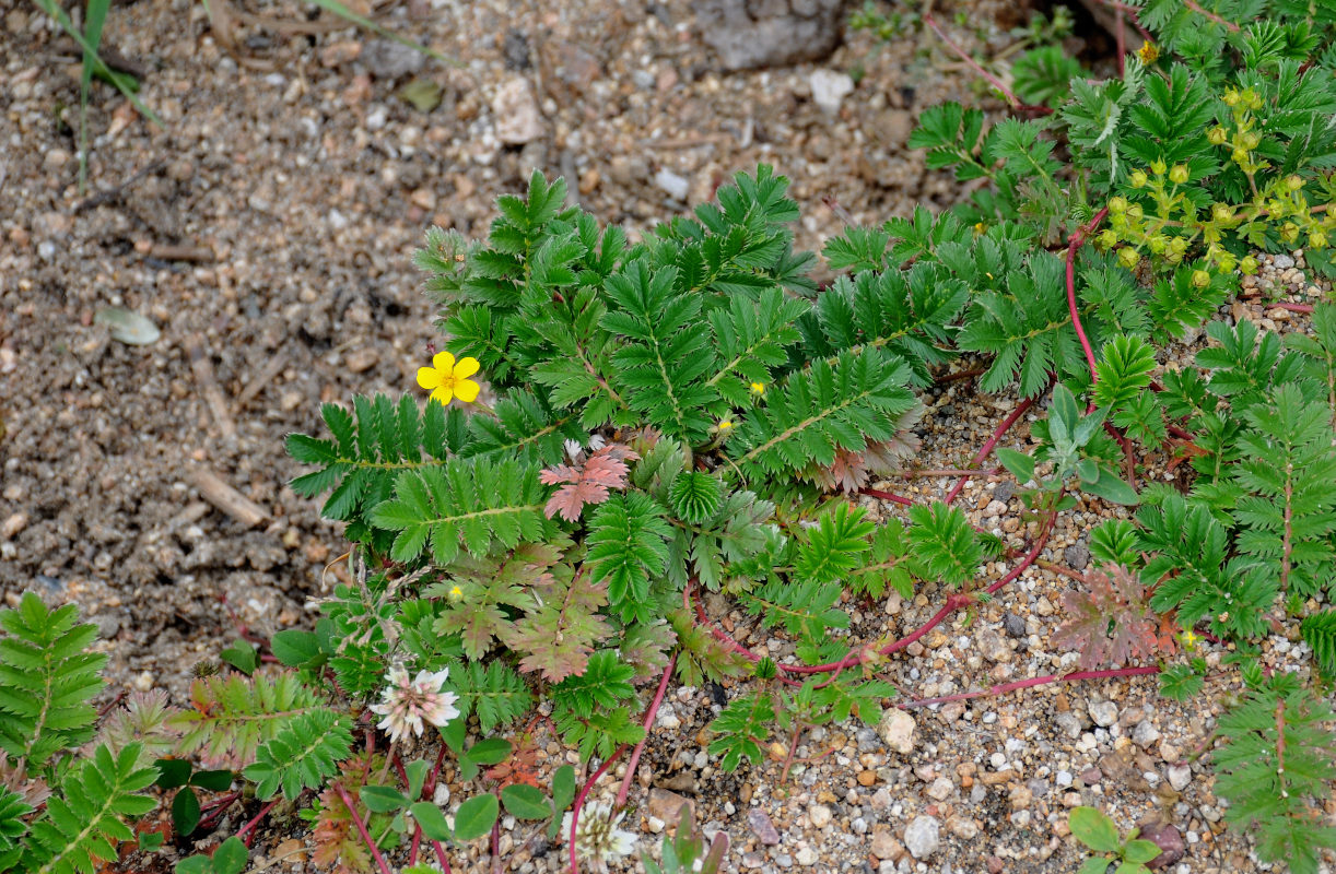 Image of Potentilla anserina specimen.