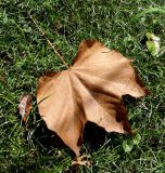 Firmiana simplex. Опавший отмерший лист. Абхазия, г. Сухум, Сухумский ботанический сад. 25.09.2022.