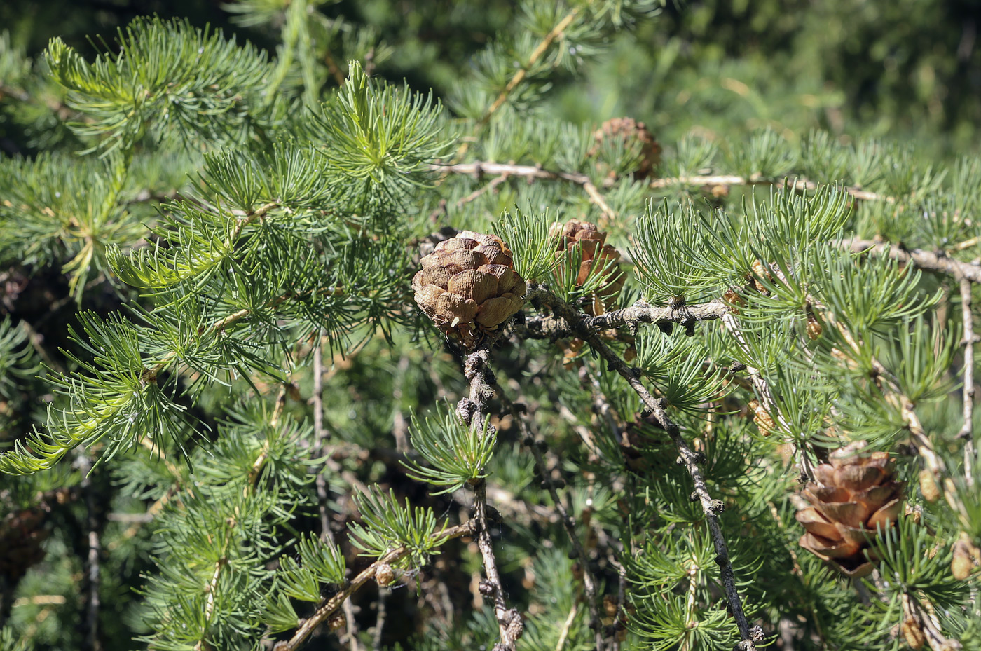 Image of Larix × polonica specimen.