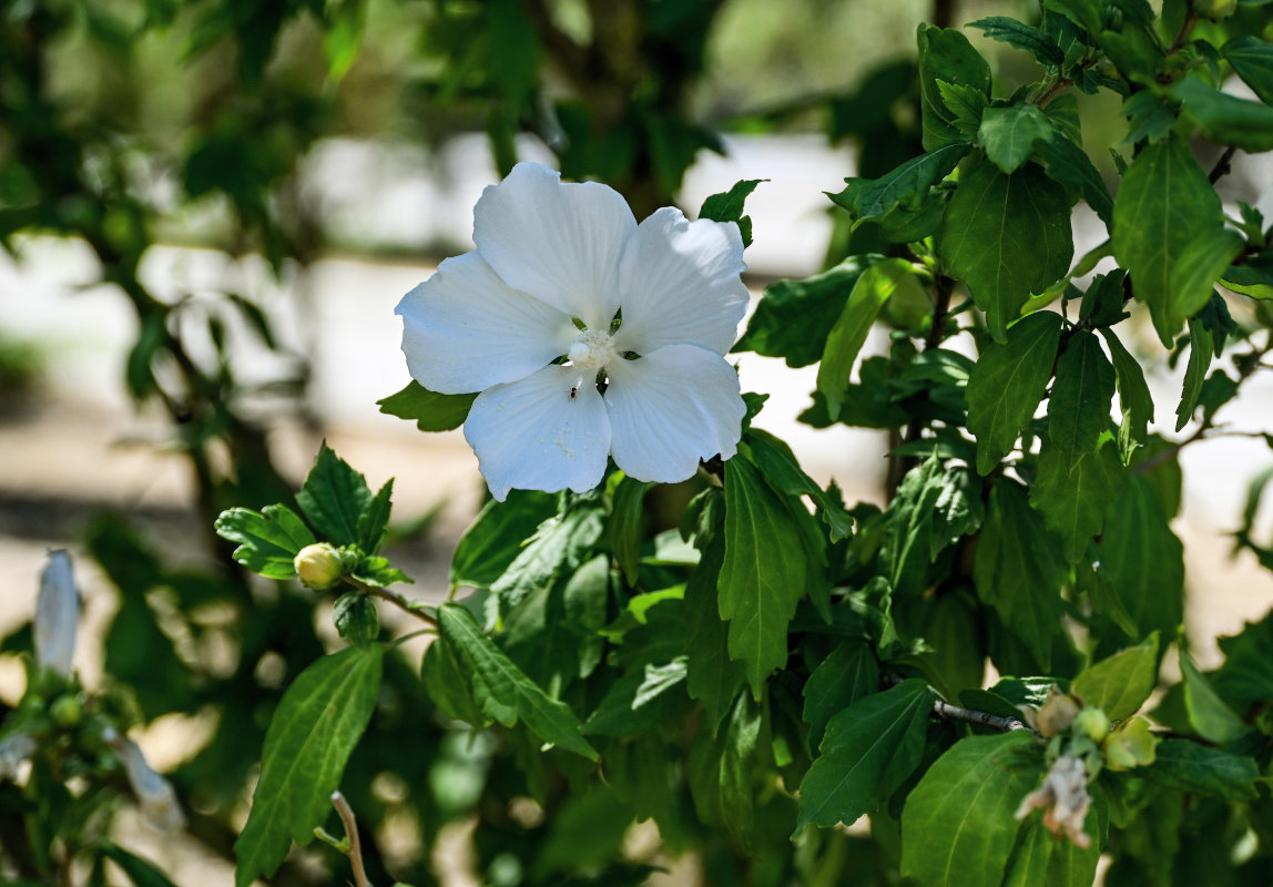 Image of Hibiscus syriacus specimen.