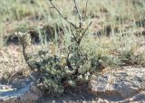 Astragalus turcomanicus. Плодоносящее растение. Казахстан, Мангистауская обл., Тупкараганский р-н, плато Тюб-Караган, полынная песчано-глинистая пустыня. 08.06.2022.