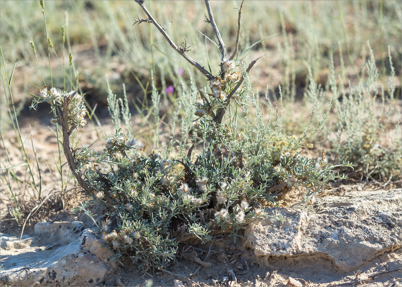 Изображение особи Astragalus turcomanicus.