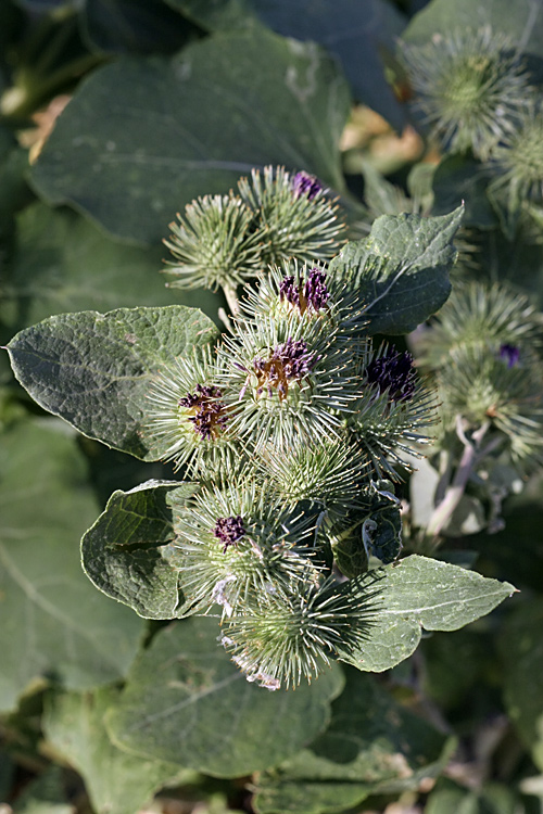 Image of Arctium leiospermum specimen.