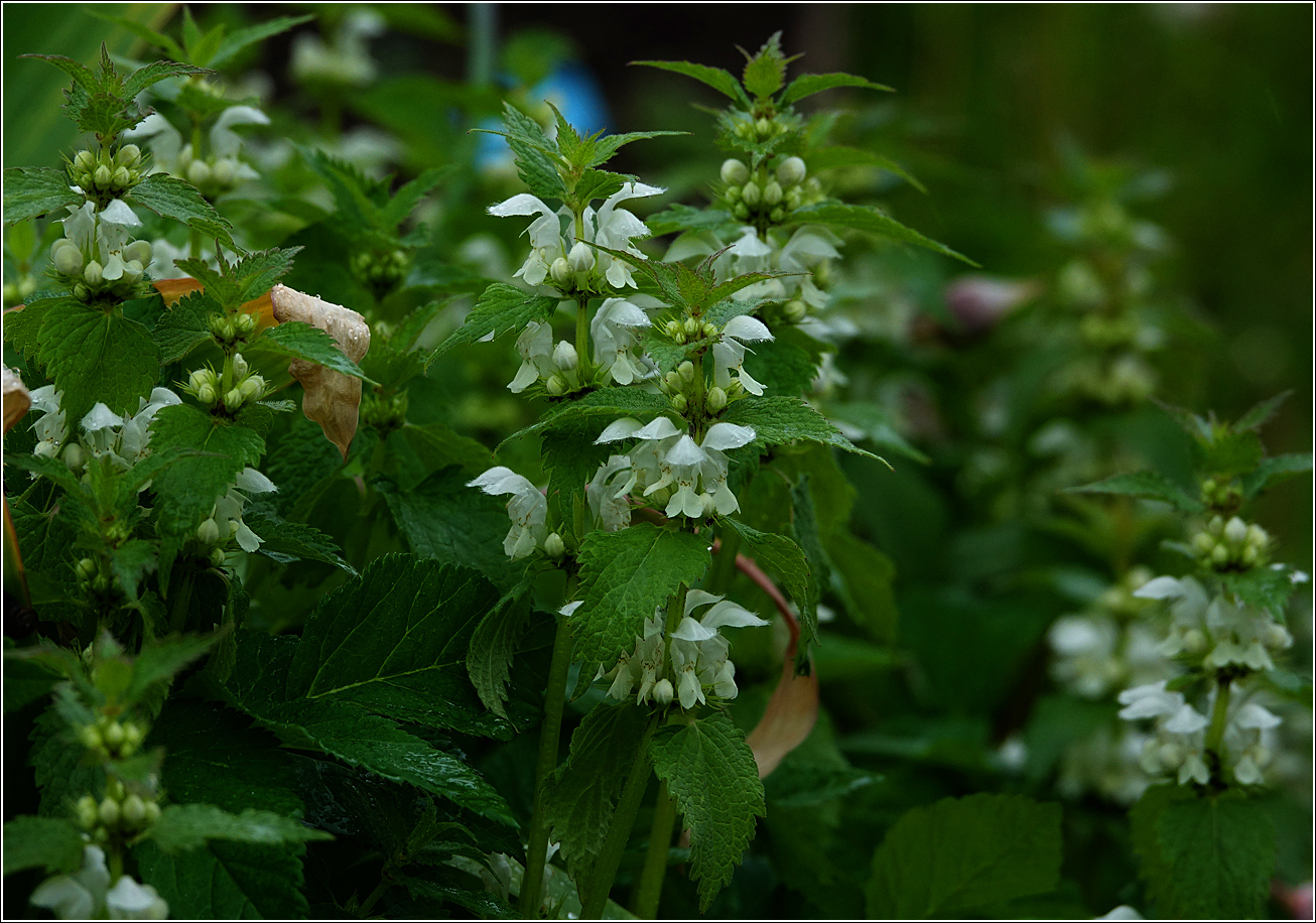 Image of Lamium album specimen.