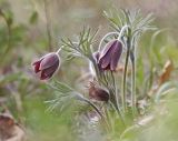 Смотреть изображение Pulsatilla cernua