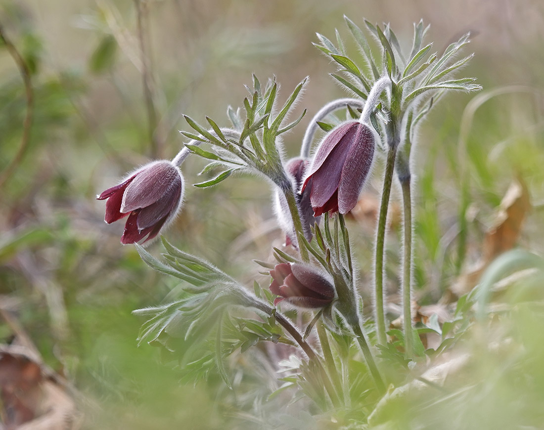 Изображение особи Pulsatilla cernua.