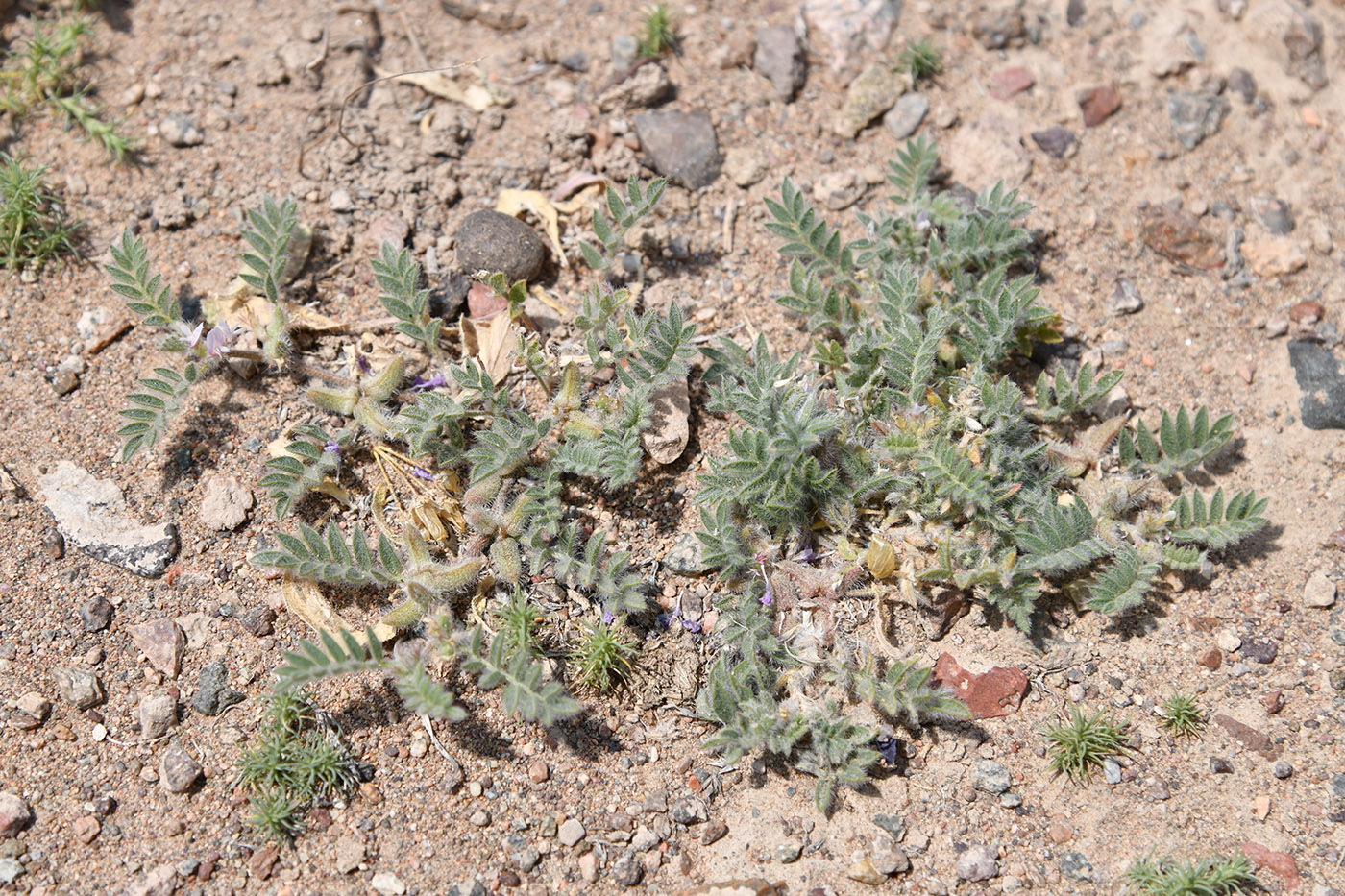 Image of Astragalus tribuloides specimen.