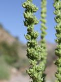 Reseda luteola