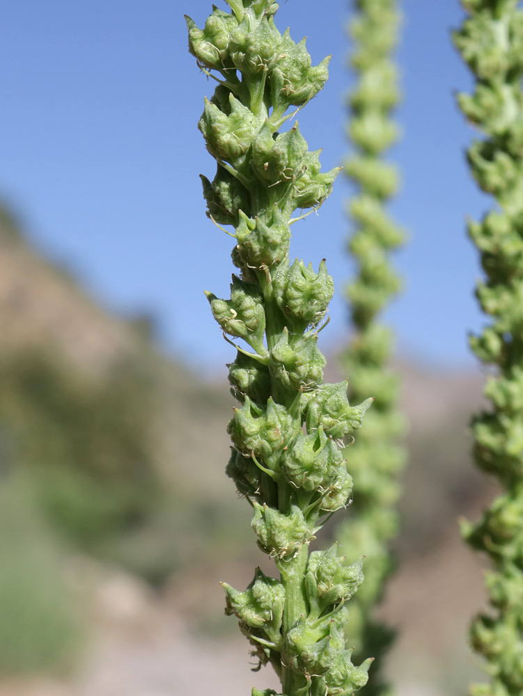 Изображение особи Reseda luteola.