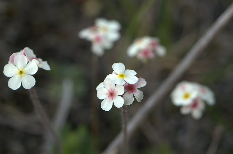 Изображение особи Androsace capitata.