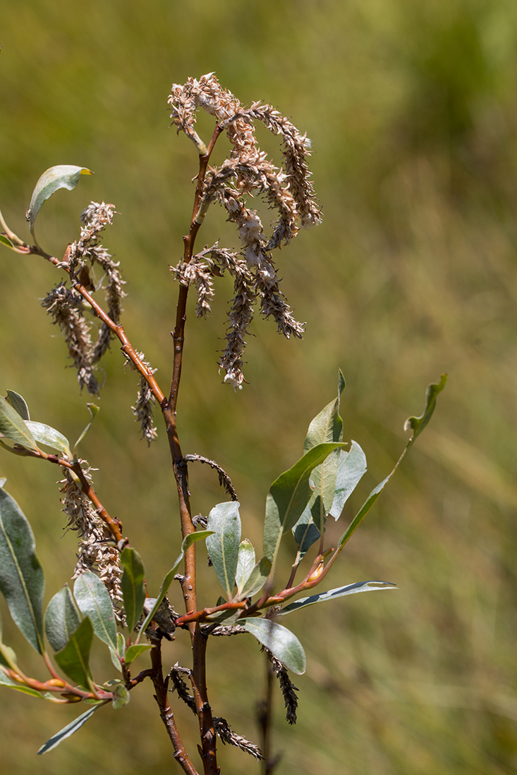 Image of Salix pantosericea specimen.